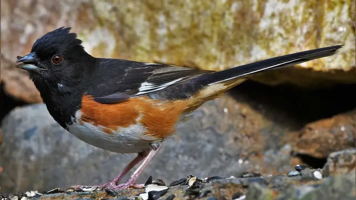 Towhee Facts are fascinating to read about
