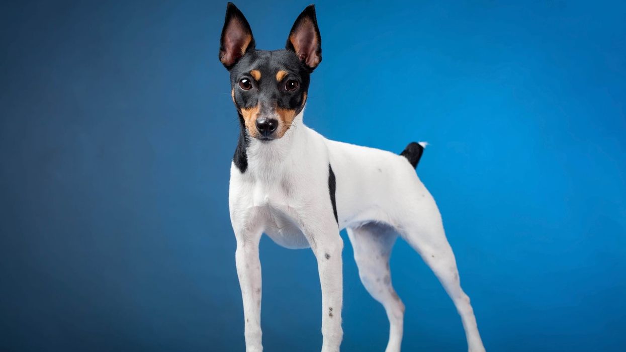 Toy Fox Terrier facts are fun to read.