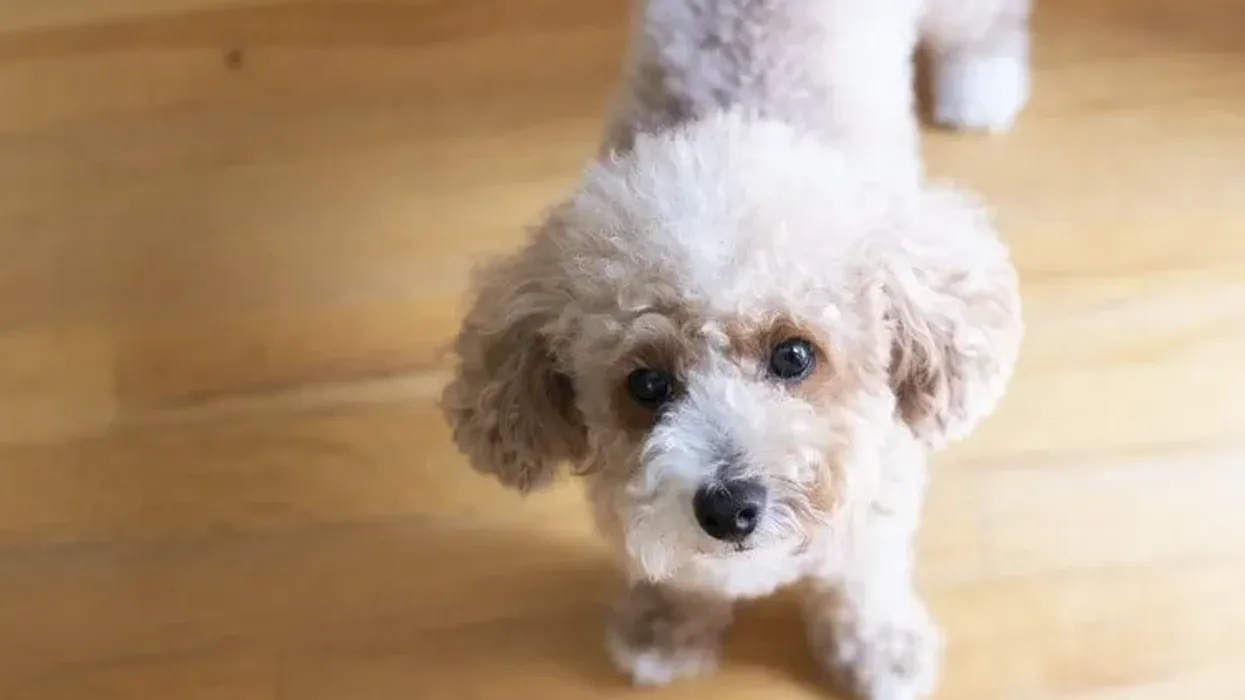 Toy poodle facts about the cute dog breed