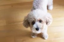 Toy poodle facts about the cute dog breed