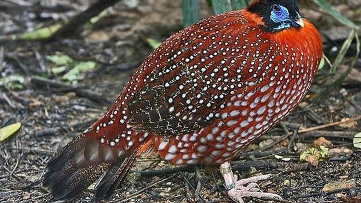 Tragopan is a fluffy, colorful bird.