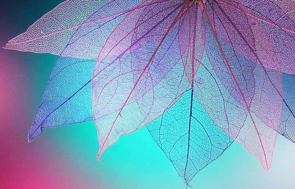  Transparent skeleton leaves