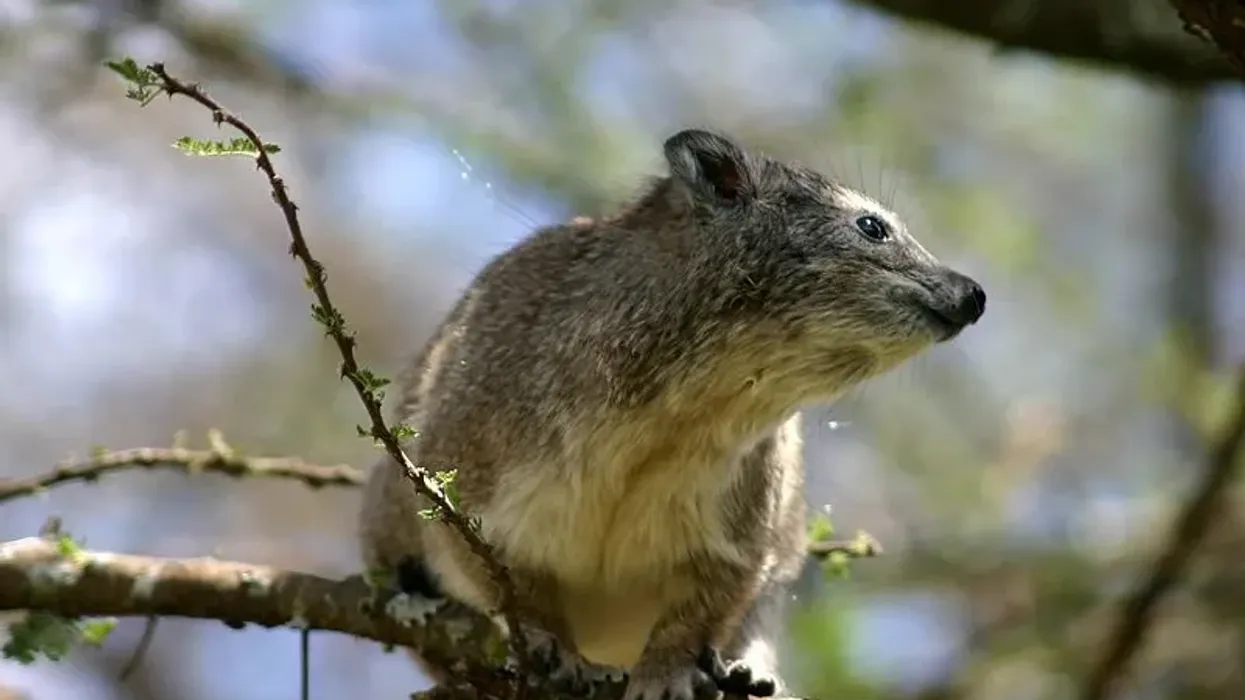 Tree hyrax facts about the small mammal native to Africa.