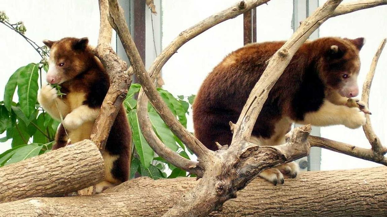 Tree Kangaroo facts about the species that is similar to kangaroos but smaller.