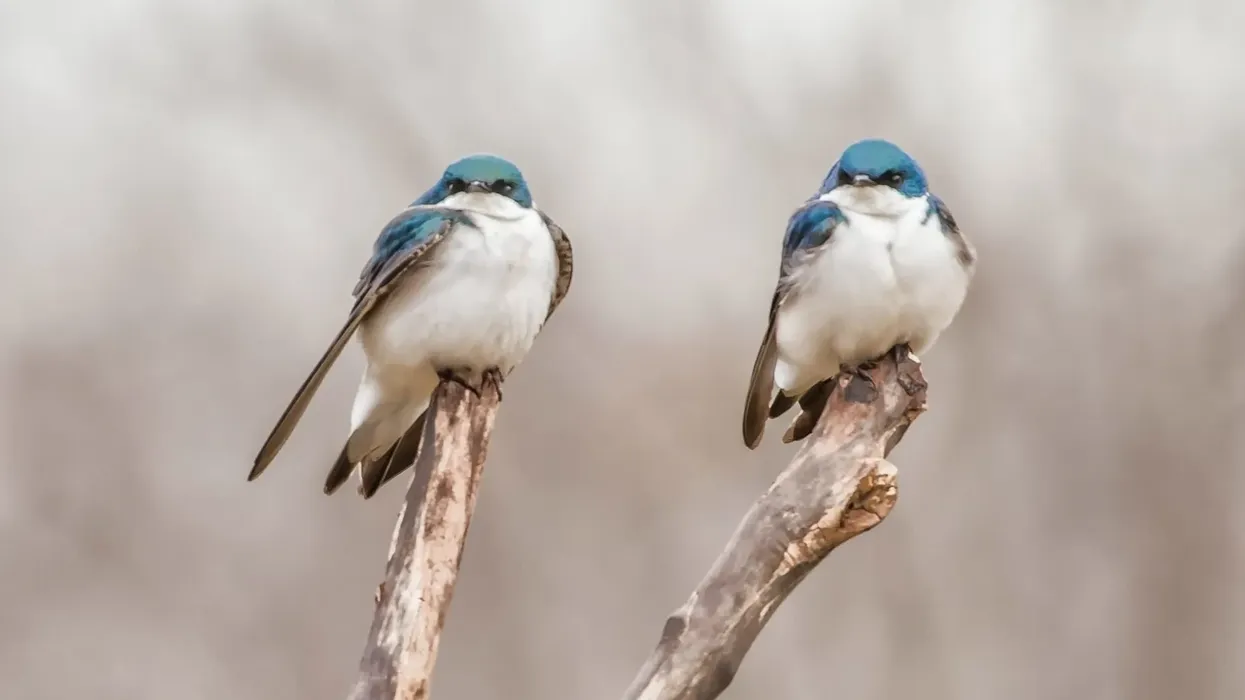 Tree swallow facts about the best-studied bird species of North American birds.