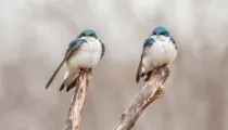 Tree swallow facts about the best-studied bird species of North American birds.