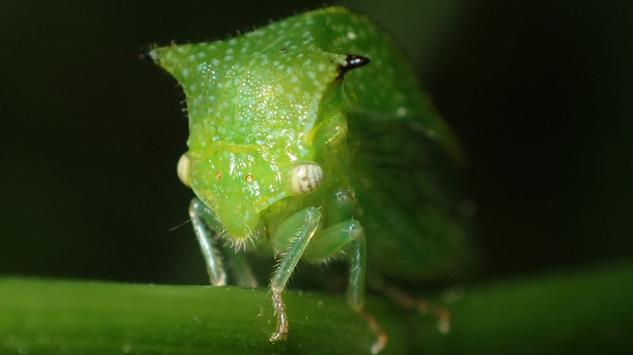 Treehopper facts about the tiny insects that are distantly related to beetles.
