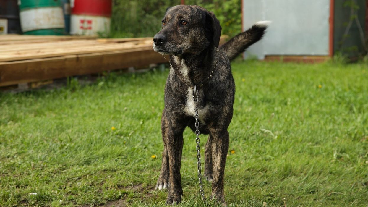 Treeing Tennessee Brindle facts are very interesting for dog lovers