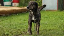 Treeing Tennessee Brindle facts are very interesting for dog lovers