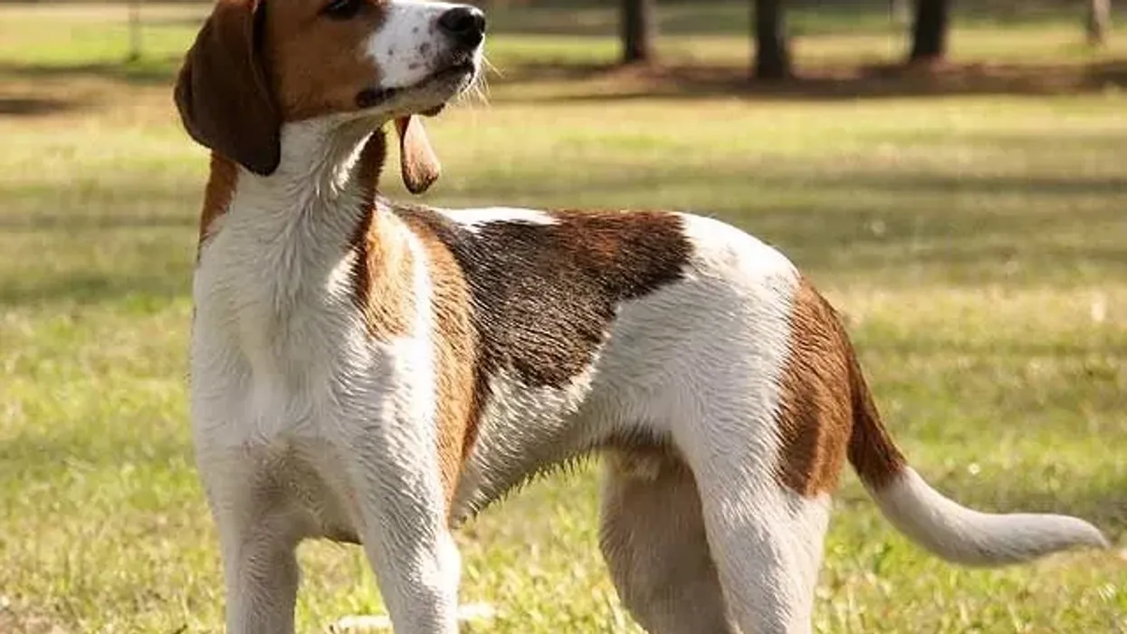 Treeing walker coonhound facts about their habit of hunting instincts.