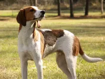 Treeing walker coonhound facts about their habit of hunting instincts.