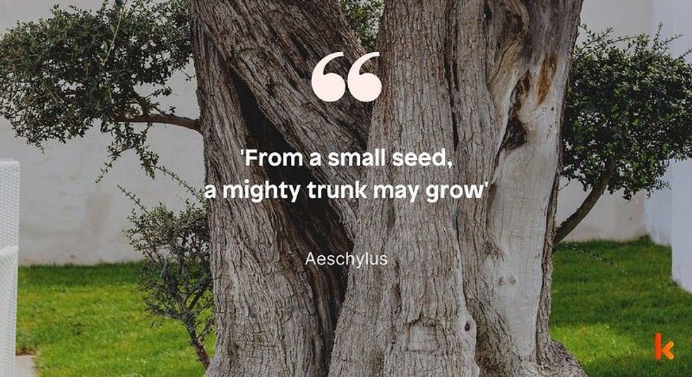 Trees are the most significant building blocks in the world, and here are tree trunk quotes for you!