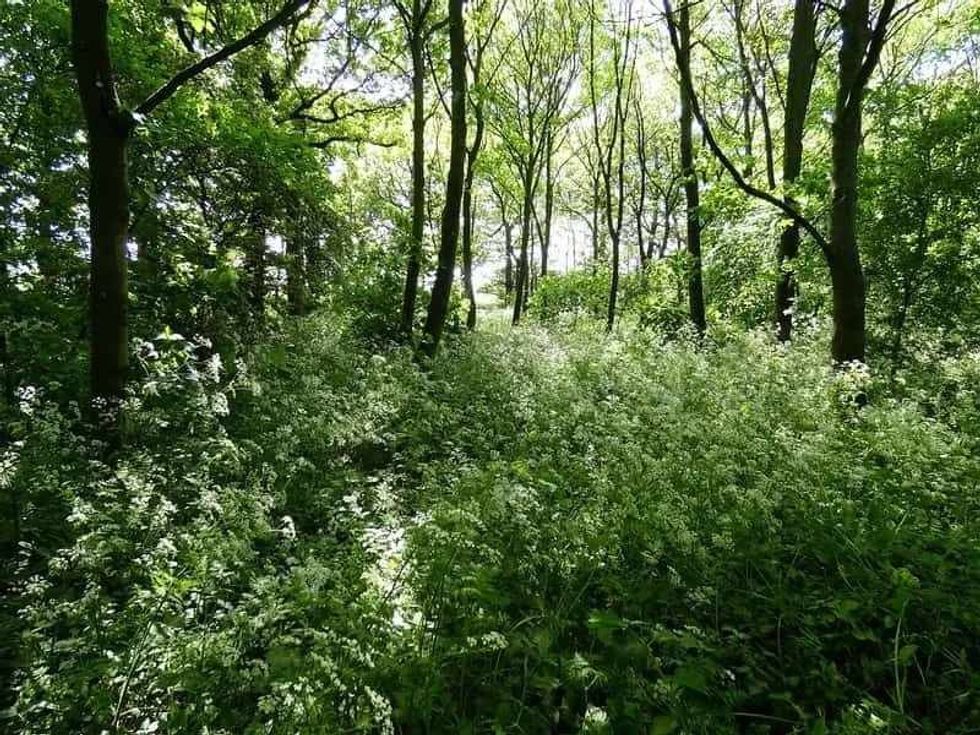 Trees, ferns and a variety of shrubs and flowers in a woodland.