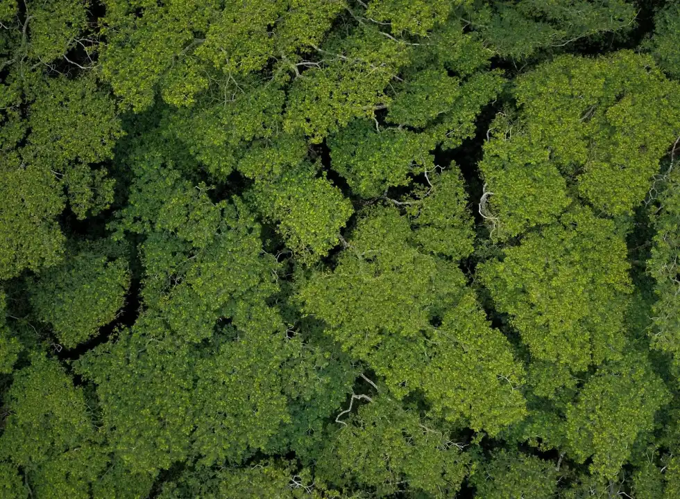 Trees provide around one-third of oxygen to the planet along with roughly two-thirds from marine plants. Learn more about such oxygen facts here in this article.