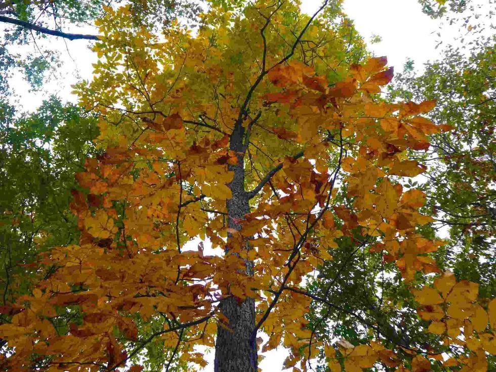Trees started colonizing the land