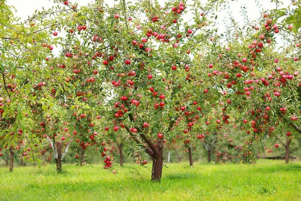 Trees with red apples in an orchard.