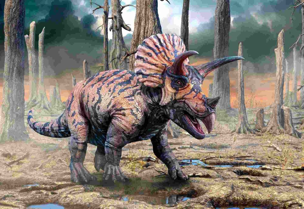 Triceratops is one of the most well-known species of dinosaurs.