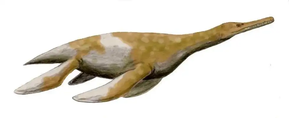 Trinacromerum facts are about this dinosaur which had around four flaps.