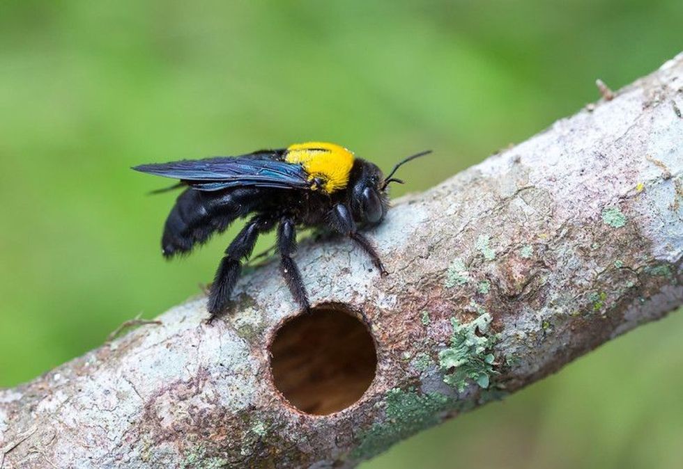 Tropical carpenter bee rests on wooden fence.