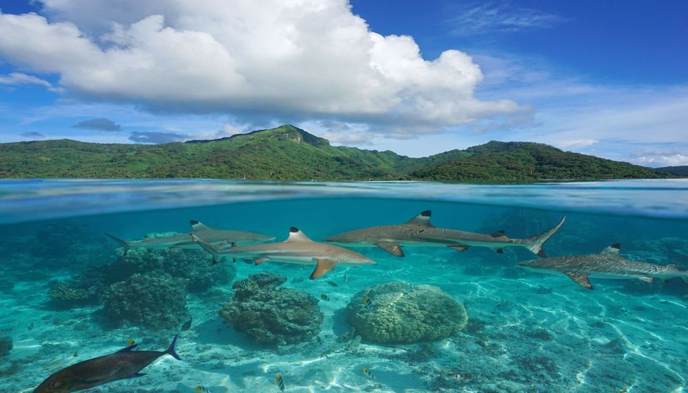 Tropical island seascape with several blacktip reef sharks underwater.