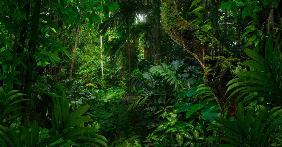 Tropical jungles of Southeast Asia.