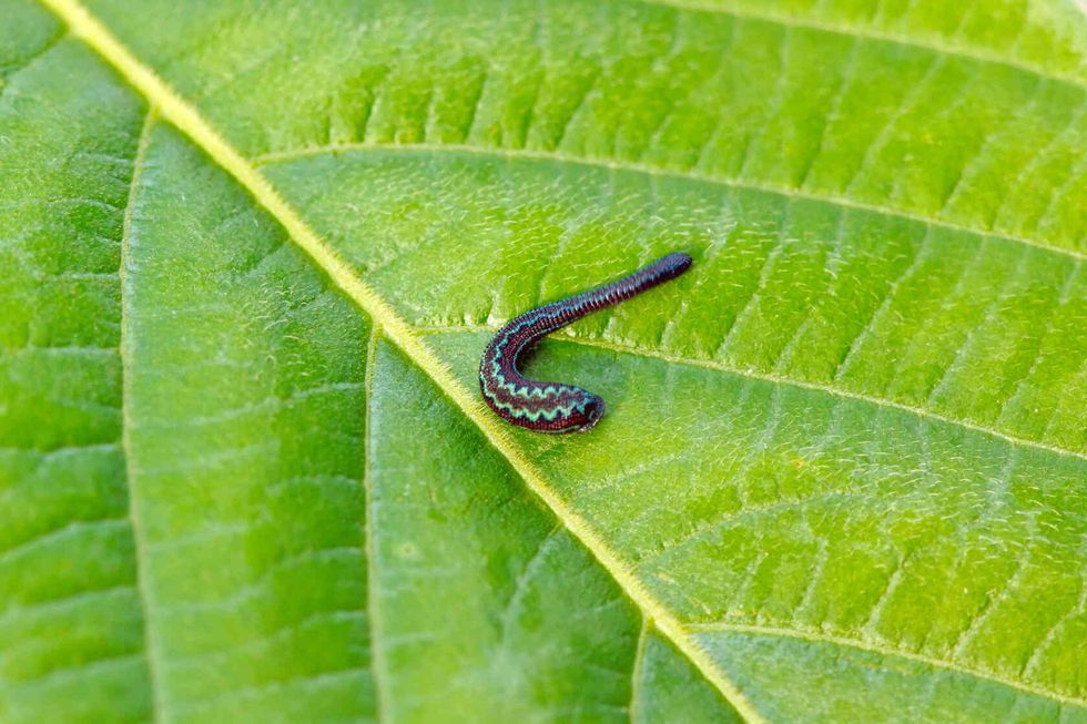 Tropical land leech.