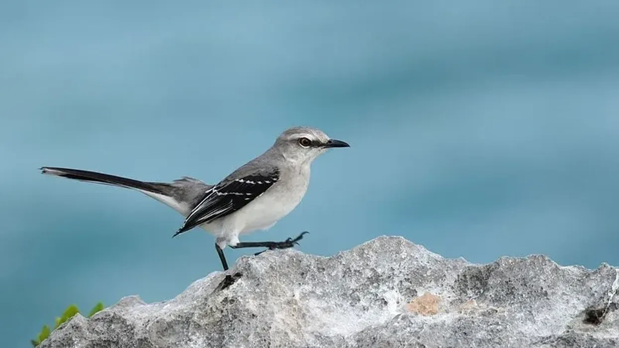 Tropical mockingbird facts, know more about the popular singing bird.
