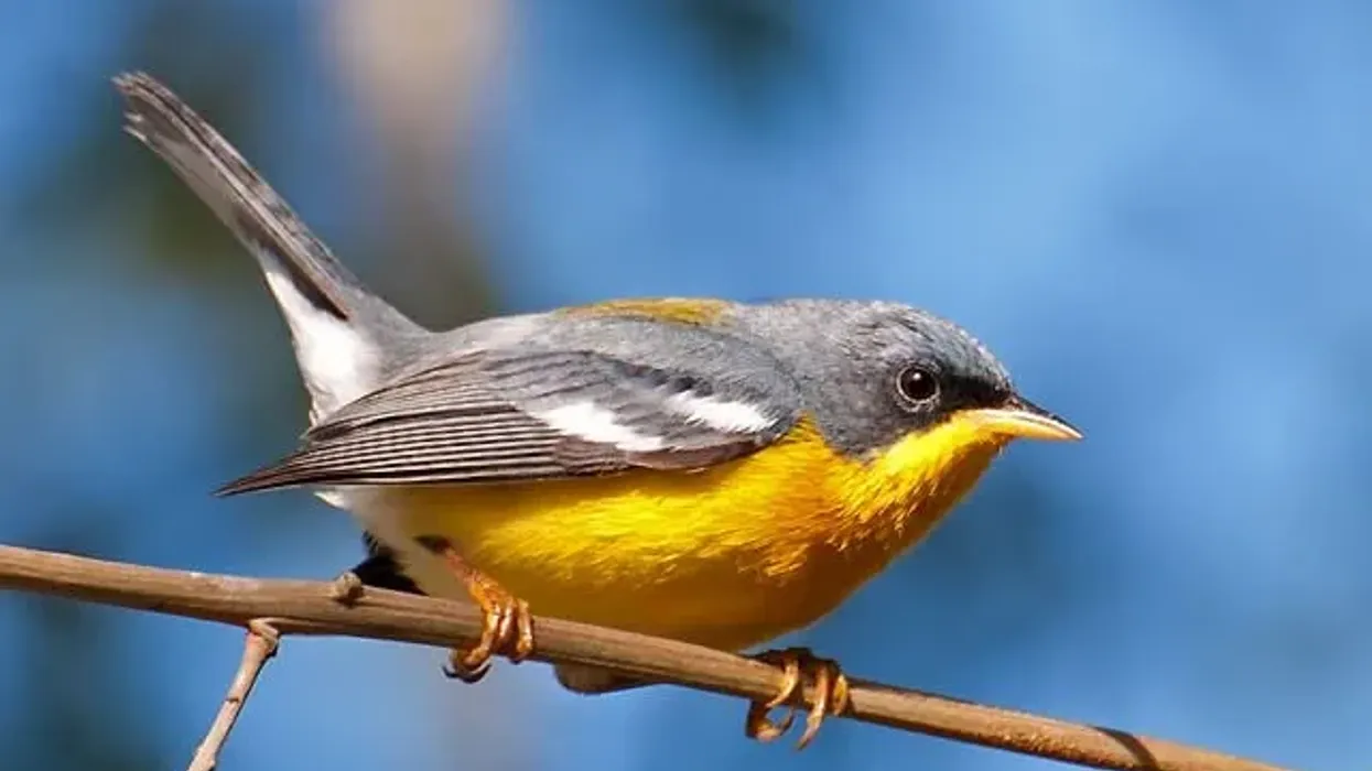 Tropical parula facts are about a New World bird species.