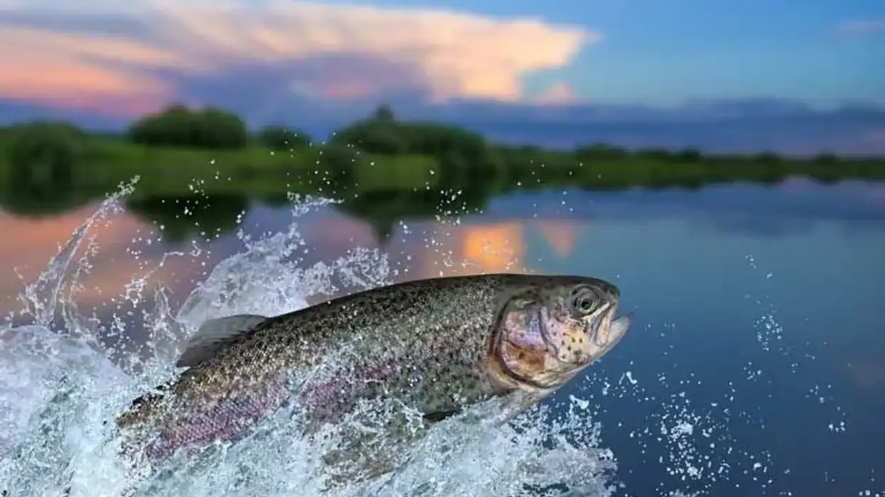Trout facts like some varieties prefer to live in the ocean for two to three years are interesting
