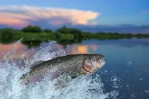 Trout facts like some varieties prefer to live in the ocean for two to three years are interesting
