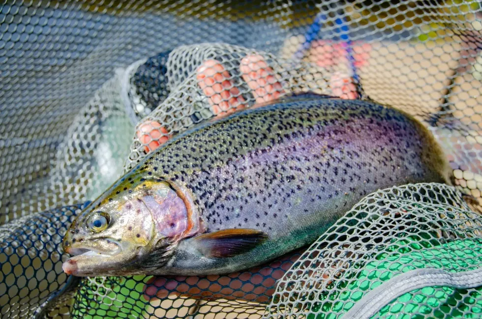 Trout nutrition facts include that it contains fatty acids.