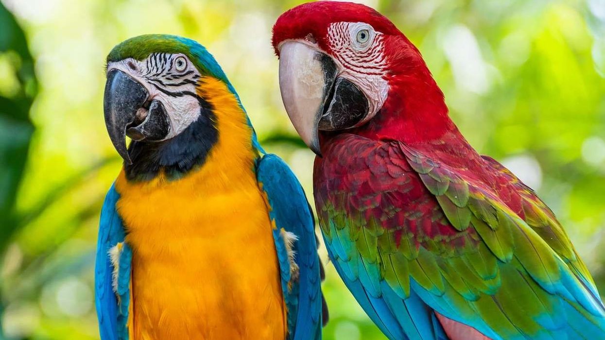 True parrot facts such as the fact that they can eat with their feet are fascinating.