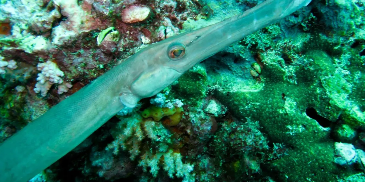 Terompet Fish Fun Trumpetfish Facts For Kids | Kidadl