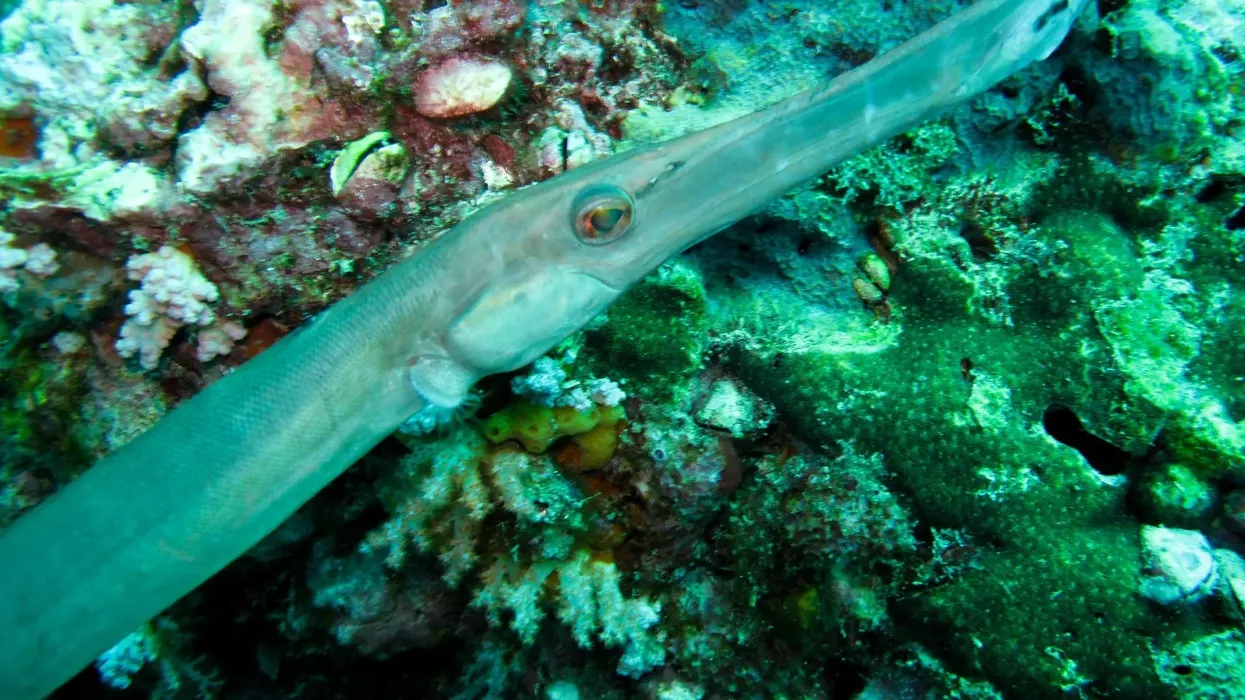 Trumpetfish facts about the fish species with a long tubular snout.