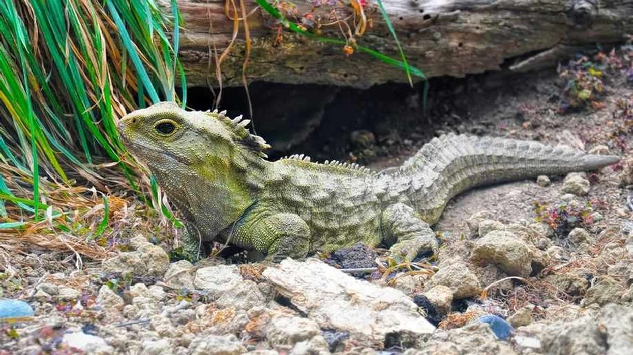 Tuatara facts about one of the world's slowest creatures.