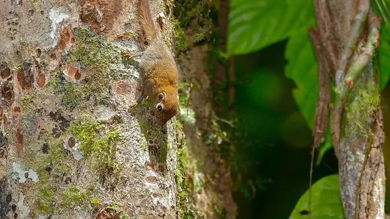 Tufted pygmy squirrel facts including that lives in the forests of Borneo.