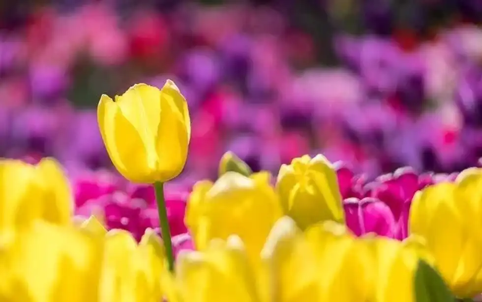 Tulip facts talk about this popular member of the lily family.