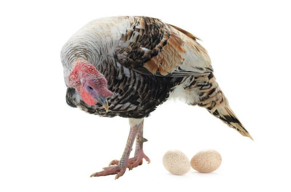 Turkey and egg isolated on a white background