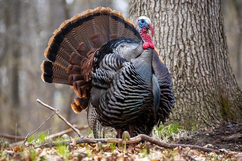 Turkey bird in Michigan forest.