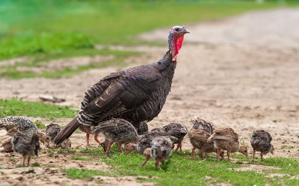 Turkey with her babies also known as poults.