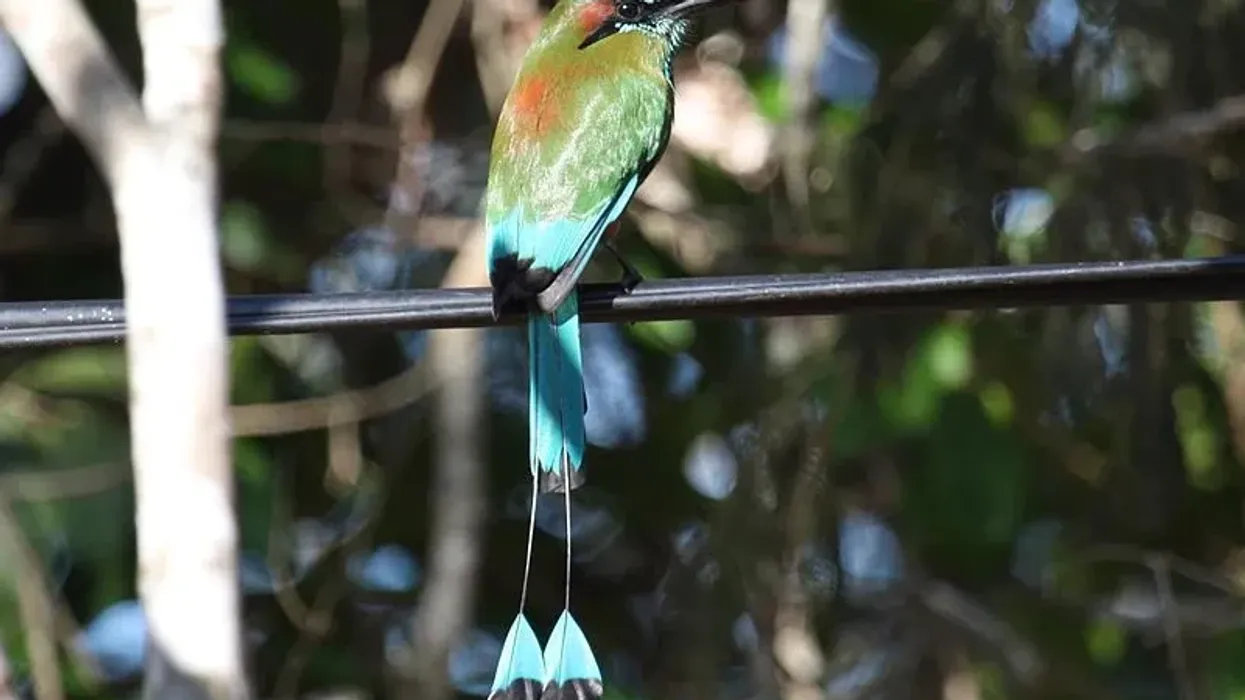 Turquoise-browed motmots facts, common in Central America from south-east Mexico to Costa Rica.