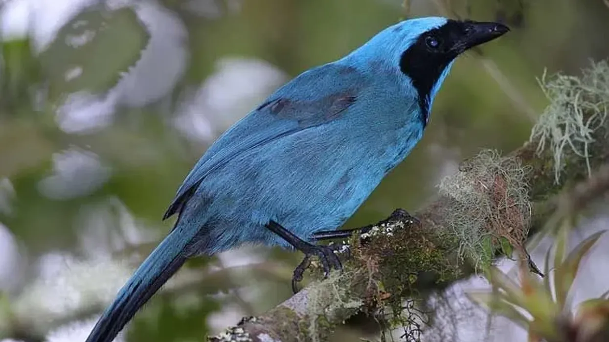 Turquoise jay facts, found in Ecuador, Peru, and Colombia