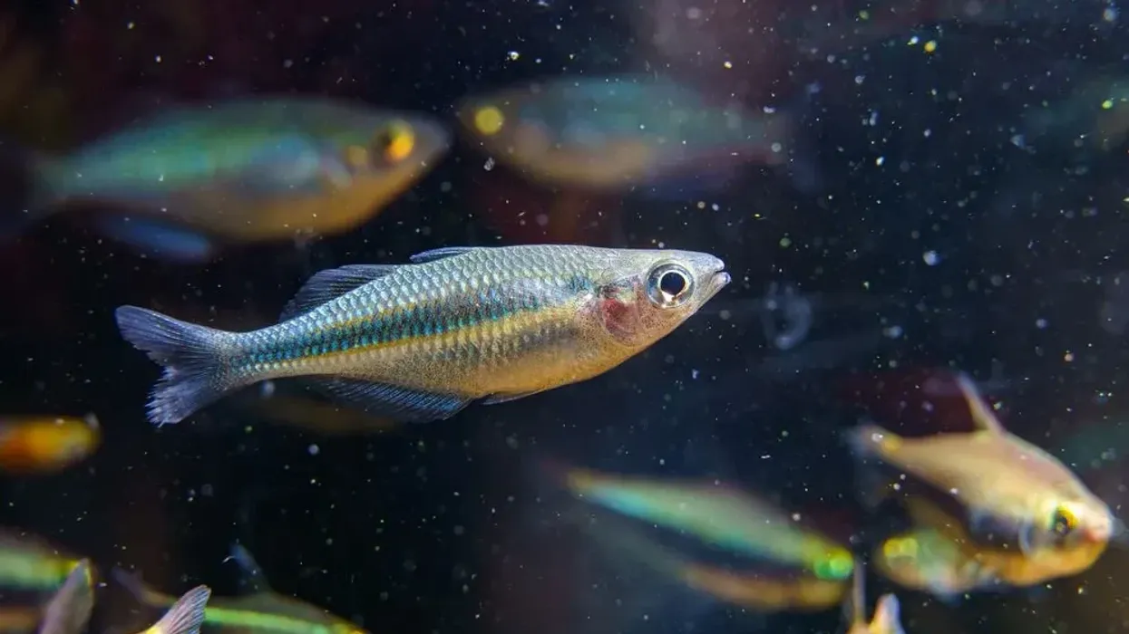 Turquoise rainbowfish facts are about this blue turquoise species endemic to Lake Kutubu.
