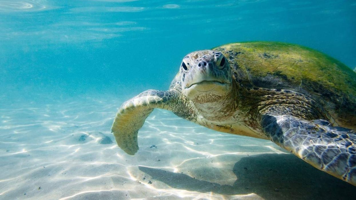 Turtle facts for kids that are incredibly fascinating