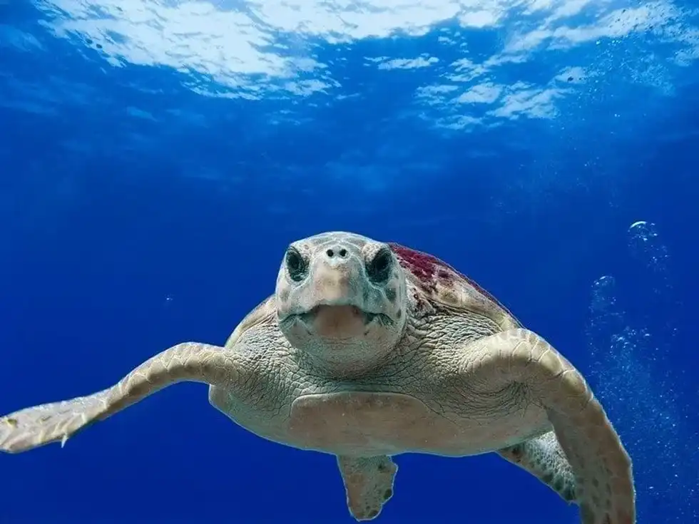 Turtle swimming in the sea.