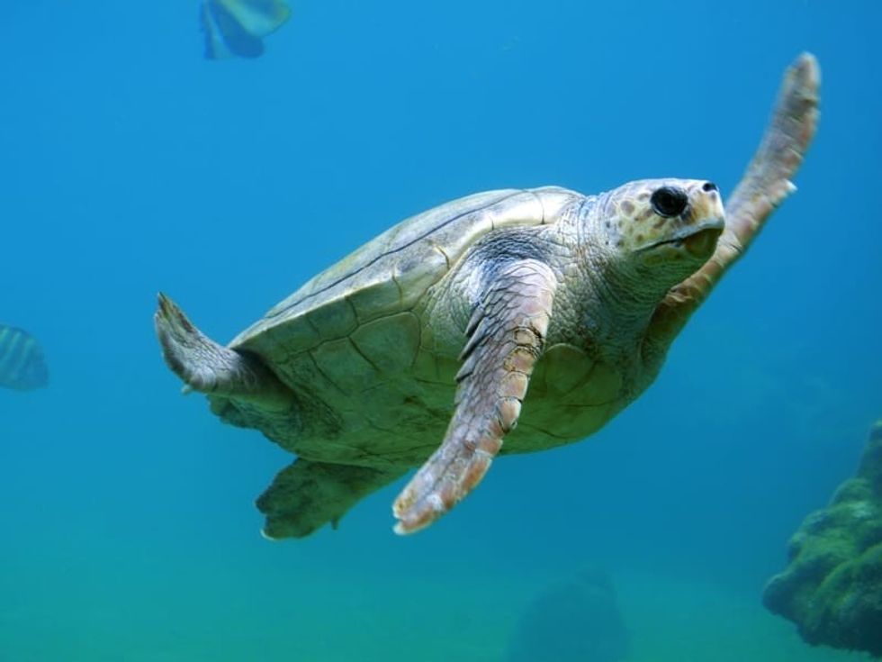 Fun Turtle Facts For Kids | Kidadl