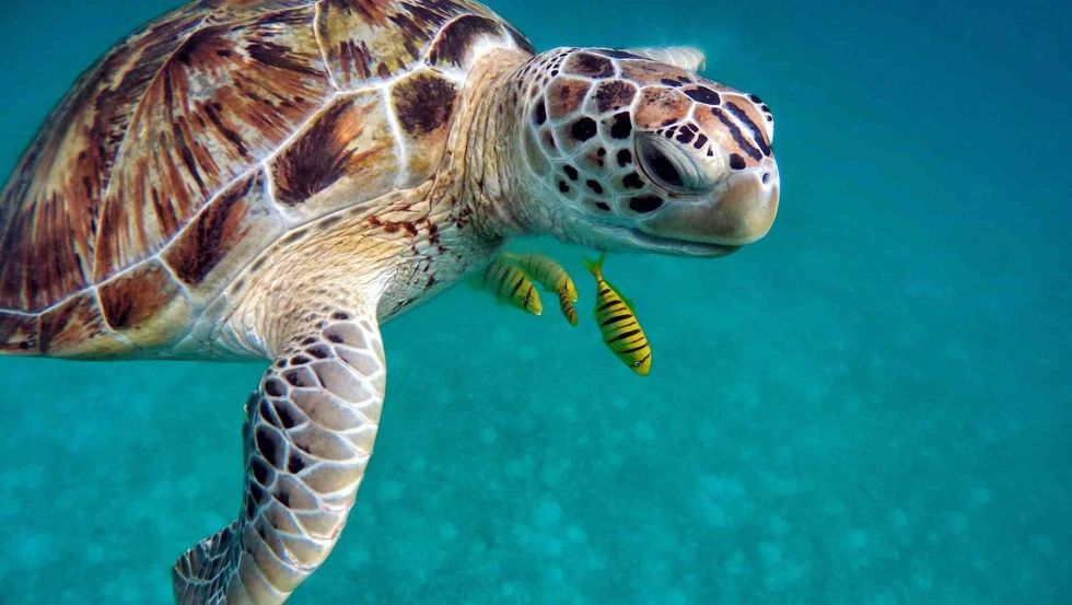 Do Turtles Make Noise? Pet Turtle Facts That Will Surprise You! 