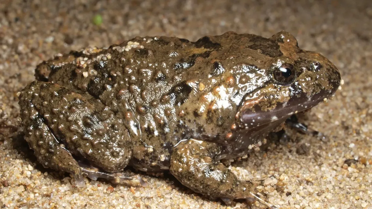 Tusked frog facts are all about an Australian amphibian of the Limnodynastidae family.