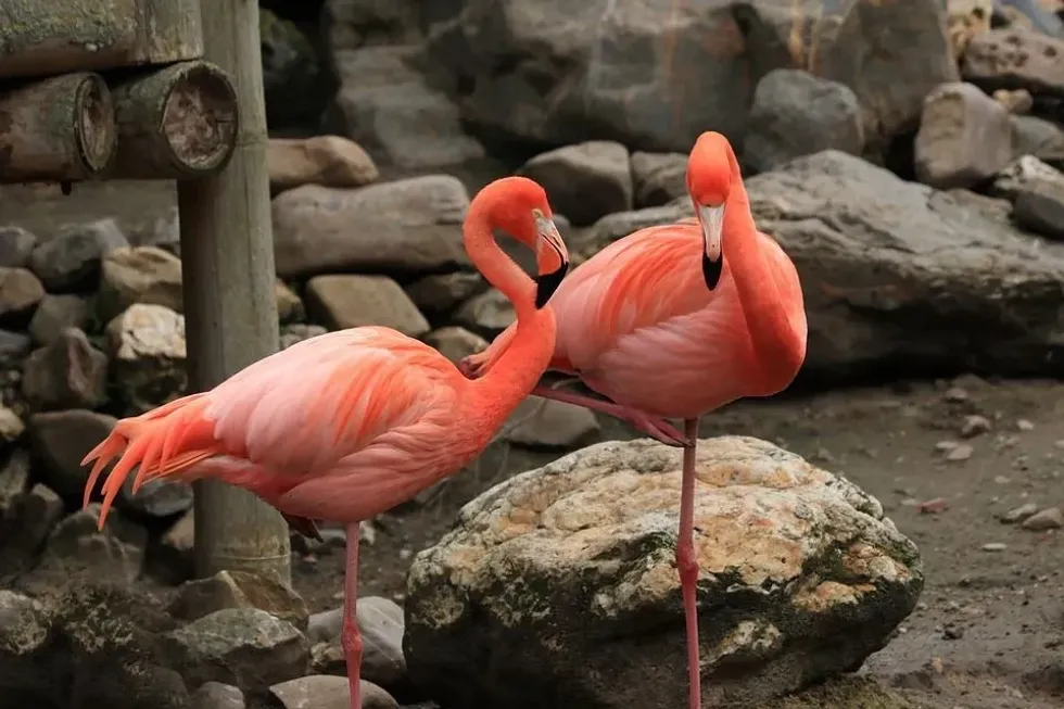 Two beautiful flamingos standing on one leg. 