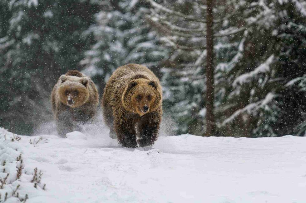 Two brown bears running on snow in forest.